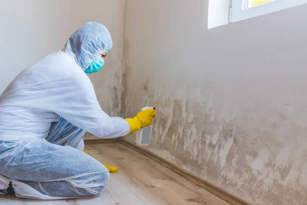 Licensed Basement Mold Remediation service in Dover, NJ - WQB Mold Removal