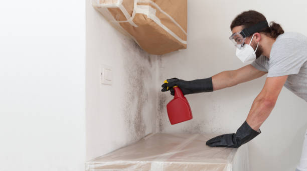 Professional Basement Mold Remediation technician working in Dover, NJ