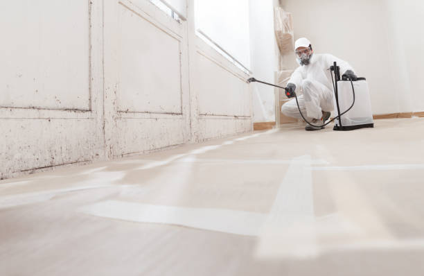 24/7 Emergency Basement Mold Remediation experts in Dover, NJ