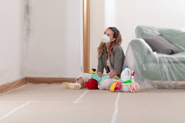Reliable Basement Mold Remediation contractor in Dover, NJ by WQB Mold Removal